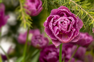 tulips , spring-blooming and the flowers are usually large , so beautiful in garden