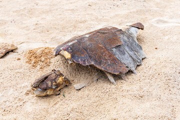 skeleton of a sea turtle on the sand