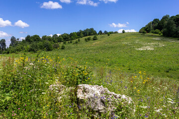 Fototapeta na wymiar summer mood, natural mountain park, flowering plants in the bosom of nature on a sunny day.