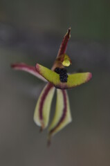 Jack in the box orchid flowering 