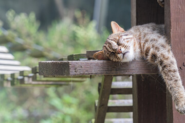 Amour leopard cat(endangered) - an adorable neighbour is sleeping on hammock