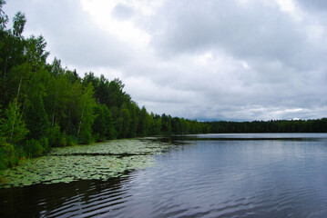 Lake in summer. A lake surrounded by forest. Swampy shores. Peat lake. Ripples on the water. Large volume clouds over the water. Cloudy. Natural landscape. The expanses of Russia.