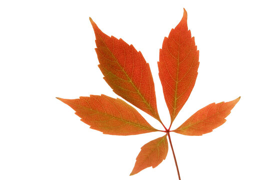 autumn leaves isolated, png file