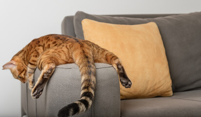 A bored Bengal cat lies and rests on the sofa.