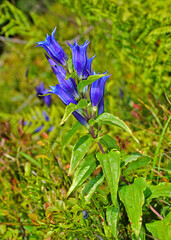 Schwalbenwurz-Enzian; Gentiana asclepiadea; willow gentian