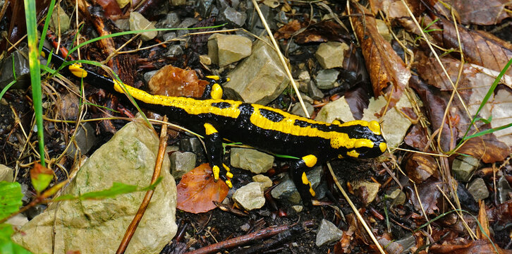 Feuersalamander; salamandra salamandra; fire salamander;