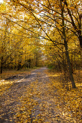 Autumn landscape. Yellow, red, orange and brown leaves. Fall foliage during autumn season with warm sunlight in the forest.