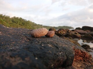 pine cone on the beach