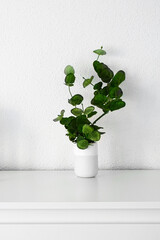 Green eucalyptus leaves in vase on white table. Front view. Place for text, copy space, mockup