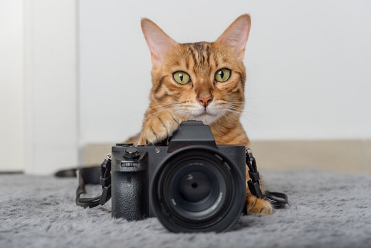 Bengal cat lies next to the camera on the carpet.