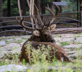A blue-eyed deer: a male barasingha is looking at the camera