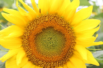 sunflower close up