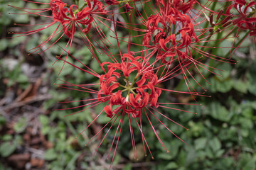 上から見る彼岸花