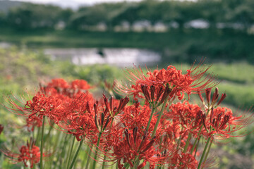 彼岸花を見に散策へ