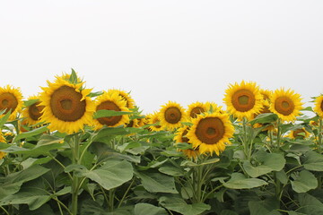 sunflowers in the field