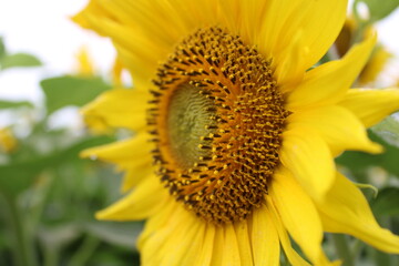sunflower close up