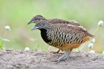 pair of barred buttonquail, lovely brown with stripe and button eyes walking together in early morning