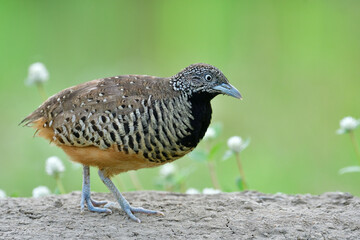 rhythm of nature when female of barred buttonquail dancing on dirt pole surrounded by white flowers in meadow field