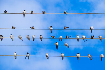 Swallow birds are on wires under the blue sky