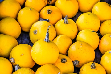 rondini, goldapfel, cucurbita pepo, speisekürbis, pomme d'or, Gartenkürbis, Herbst, Ernte, Erntezeit, Herbstfarben, Herbstsonne, Baselland, Schweiz