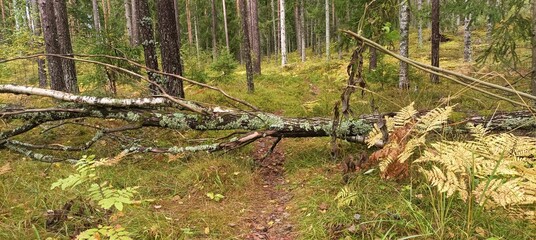 A fallen tree in the autumn forest
