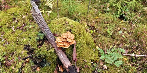 Mushrooms in the autumn forest in Finland