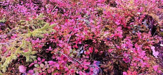 Spruce branch and blueberries in the autumn forest