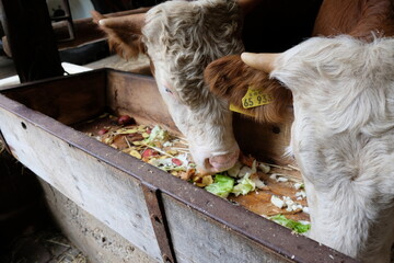 FU 2020-07-14 Ernte 238 Kühe fressen Gemüse aus dem Trog