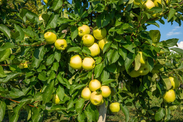 many apples on tree, variety Golden Delicious, summer day, cultivated fruits