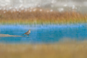 The water pipit, fine art portrait in the autumn season (Anthus spinoletta)
