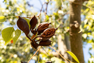 Fruits of Brachychiton populneus in Greece in the park