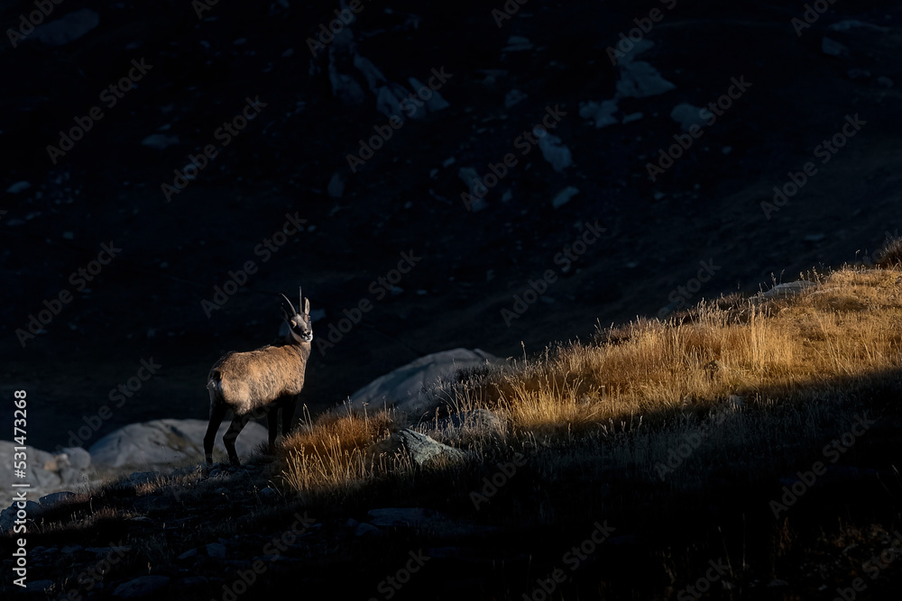 Wall mural the last ray of sun, fine art portrait of alpine chamois (rupicapra rupicapra)