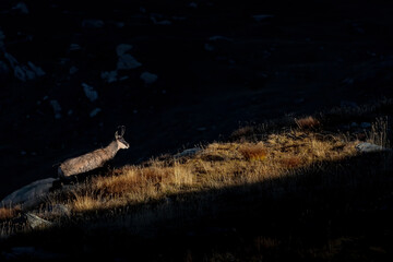 Chamois illuminated by the last ray of the sun (Rupicapra rupicapra)