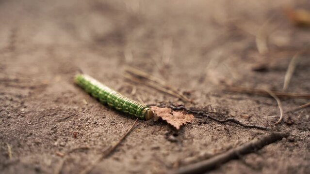 A caterpillar of the Pine Hawk-moth (Sphinx pinastri) digging a hole in the sand
