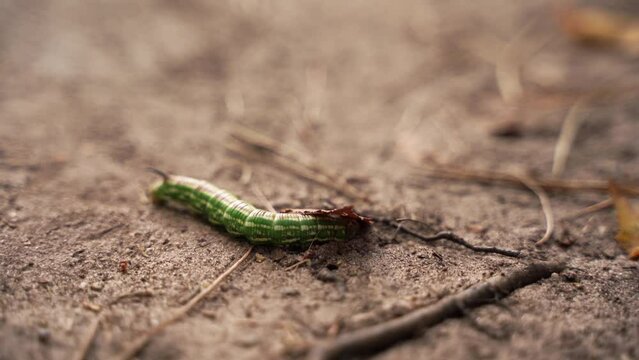 A caterpillar of the Pine Hawk-moth (Sphinx pinastri) digging a hole in the sand