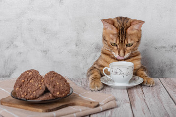 Funny kitty with a mug of milk and oatmeal cookies.