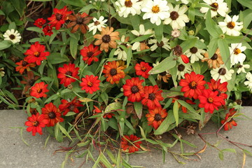 red flowers