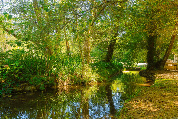 Creek at the edge of the forest. Summer landscape in sunny weather