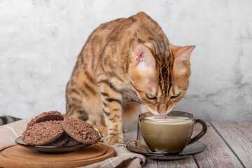 Red cat drinks milk from a mug.