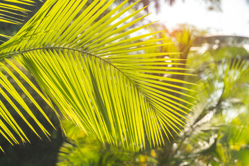 green palm leaf in sunlight