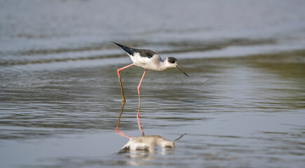 Black-Winged Stilt in Shallow Water (Himantopus himantopus) Wader Bird Stilt