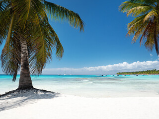 Coconut palm trees on bounty and pristine beach on caribbean island Saona. Dominican Republic