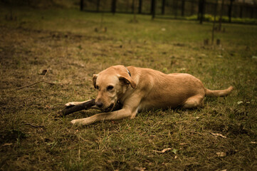 Rudy i biszkoptowy pies gryzący jesienny patyk leżąc na trawie.
