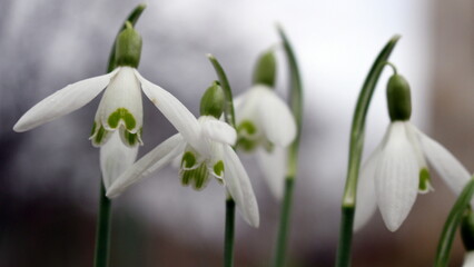 Schneeglöckchen