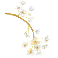 Watercolor blossom plant illustrations. Watercolor hand-draw branches with white flowers. Bloom tree element is template for your design and decor .