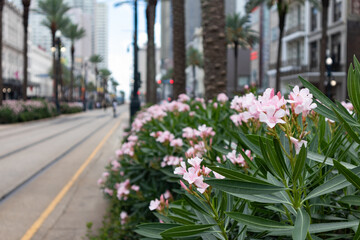 Fototapeta na wymiar Plants and Flowers Growing along Canal Street in New Orleans Louisiana