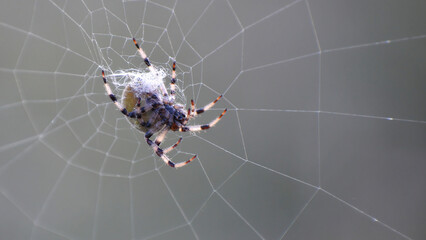 Spider on the web close-up.