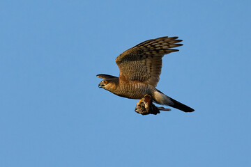 Eurasian sparrowhawk (Accipiter nisus)