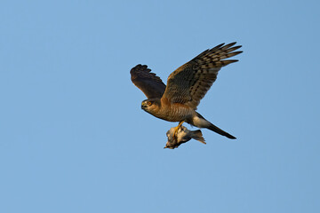 Eurasian sparrowhawk (Accipiter nisus)