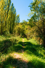 Ruta botanica del rio Ebrón en Teruel